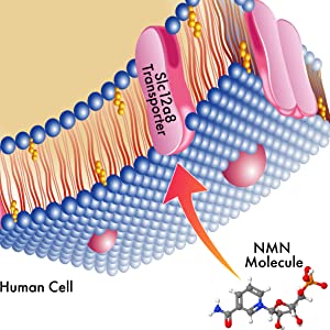 falling nad levels over time nmn nicotinamide mononucleotide booster